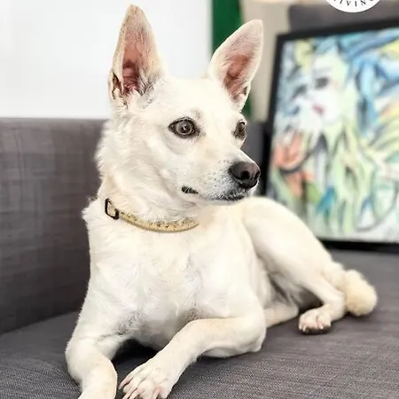 Lejlighed Casa Alicia Town By Babiniliving